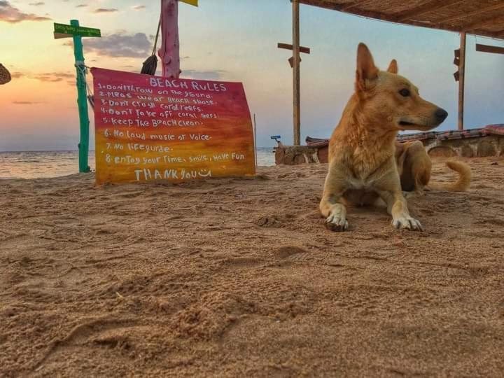 Sea Horse Hotel Nuweiba` Екстериор снимка